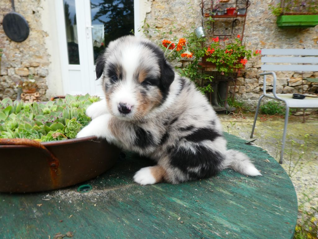 Nathalie Marie - Chiots disponibles - Berger Australien