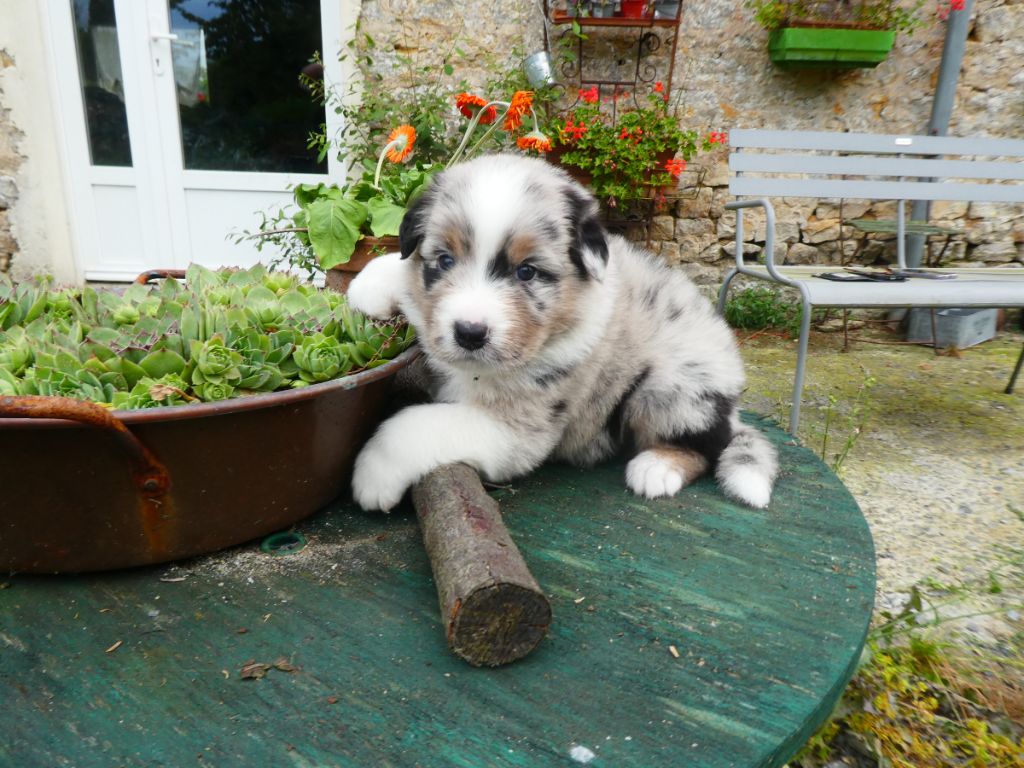 Nathalie Marie - Chiots disponibles - Berger Australien