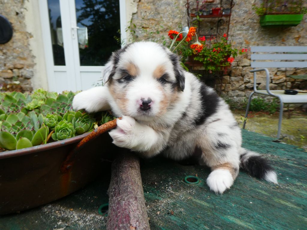 Nathalie Marie - Chiots disponibles - Berger Australien