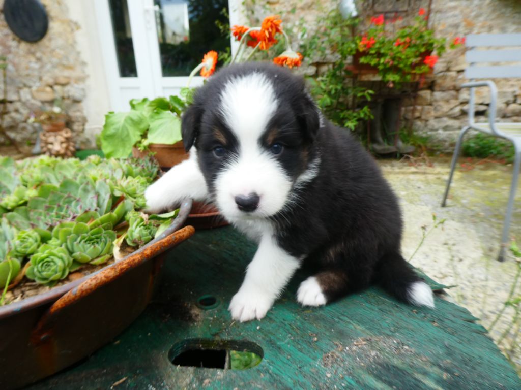 Nathalie Marie - Chiots disponibles - Berger Australien
